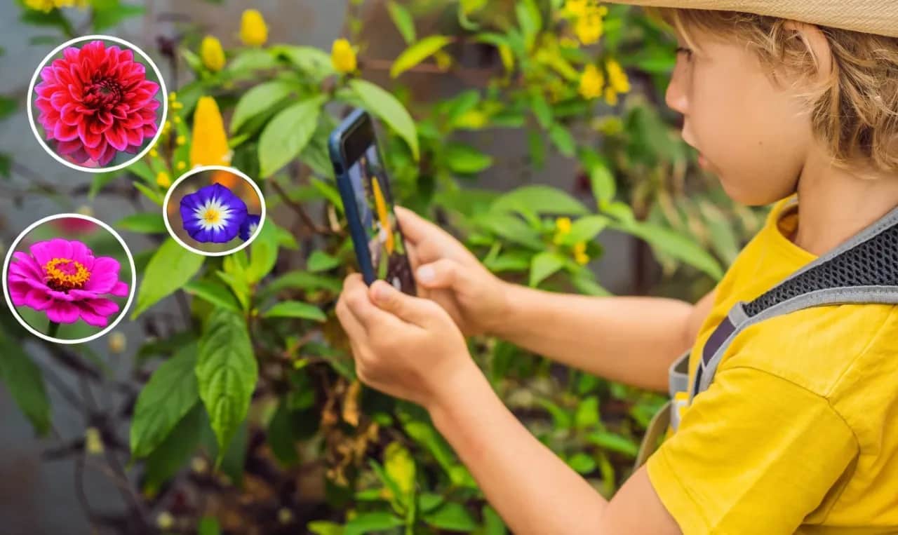 Co to za kwiat? Wybierz aplikację idealną dla siebie!